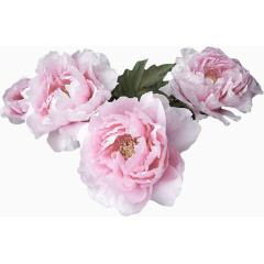牡丹鲜花装饰