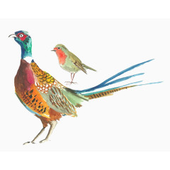 水彩图案可爱小鸟孔雀