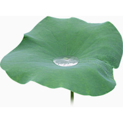 效果元素  花卉