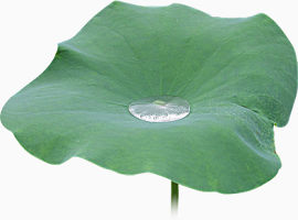 效果元素  花卉