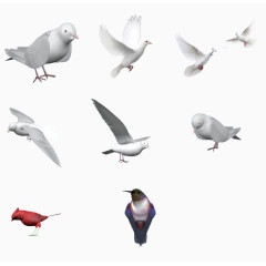 白鸽翠鸟矢量合集