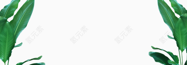 绿色树叶