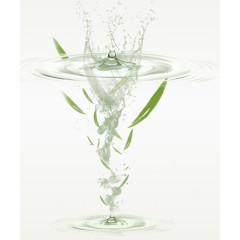 浸入水中的茶叶