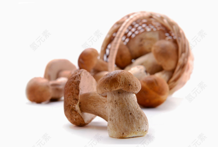 食用蘑菇