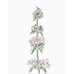 水粉绘制的花草