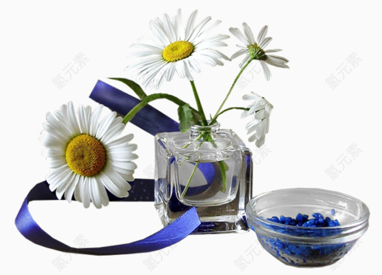 漂亮菊花