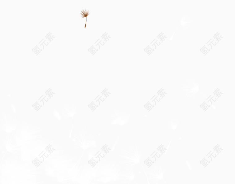 白色蒲公英
