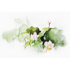 水彩荷花