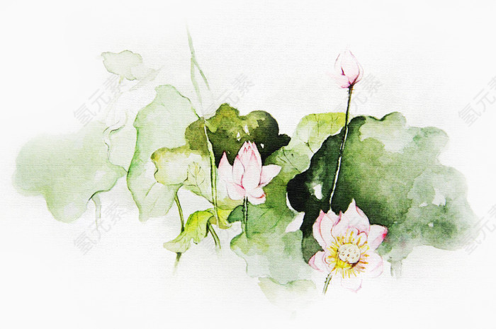 水彩荷花