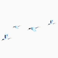 丹顶鹤免抠PNG图片