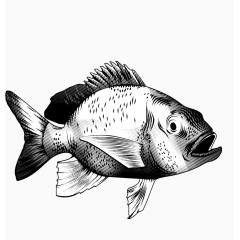 黑白色细腻手绘鱼