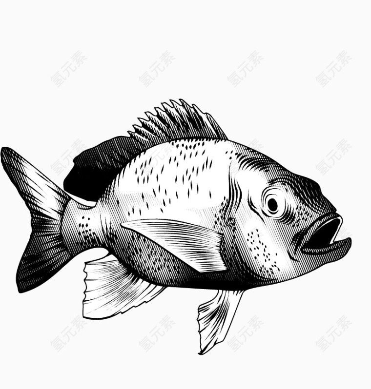 黑白色细腻手绘鱼