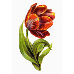 简约旧插画花鲜花兰花