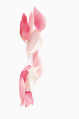 漂浮浪漫花瓣