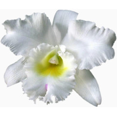 手绘花朵花朵图片素材