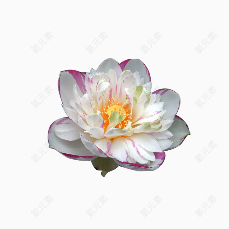白色荷花