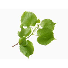 绿叶树枝黄绿色叶子