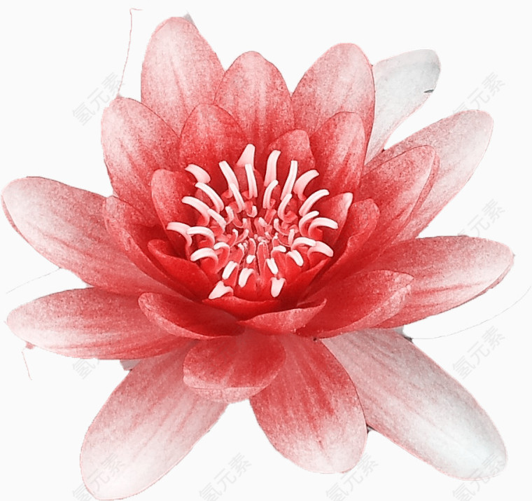 嫩红灼莲