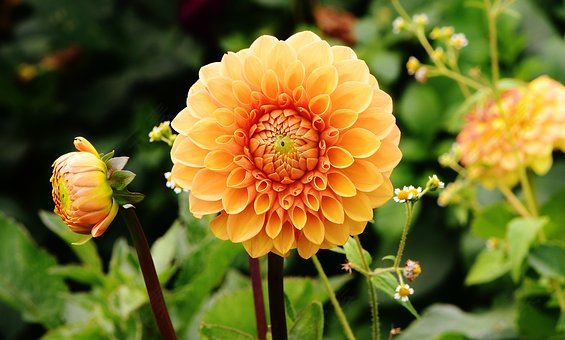 娇琴纱,大丽花,秋季,菊科,花花园,观赏花,大丽花花园,开花,花园,植