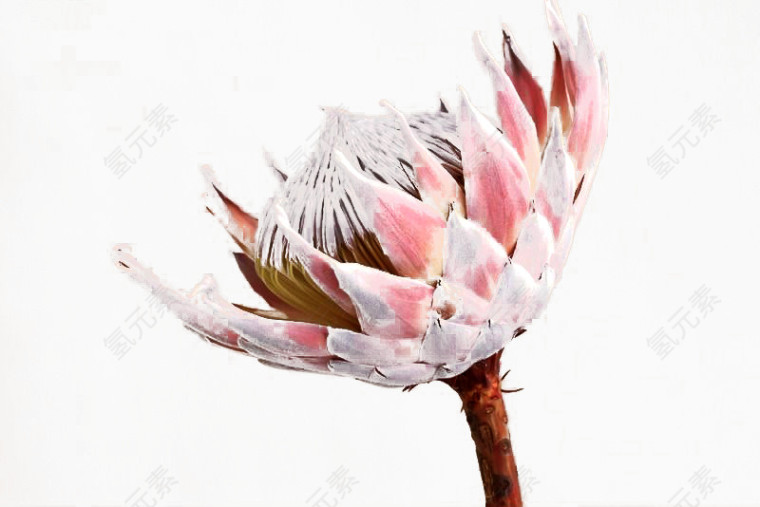 粉色鳞片状花瓣的花朵免扣素材