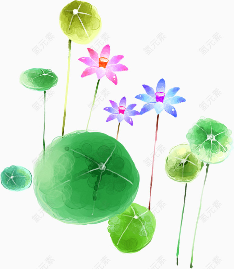 荷花水彩