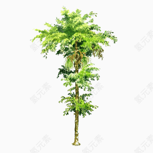 树木背景图片树木素材psd