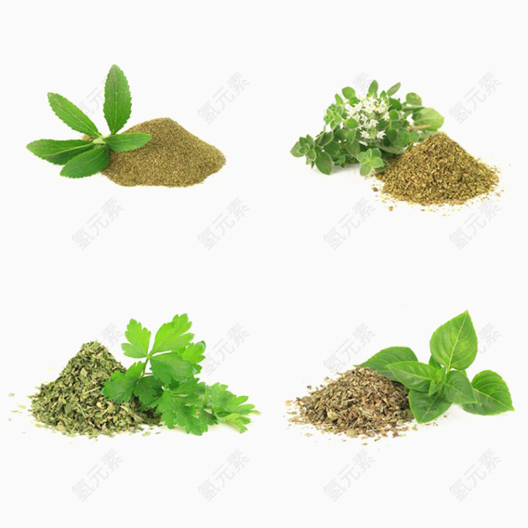 佐料甜叶菊罗勒属植物荷兰芹实物