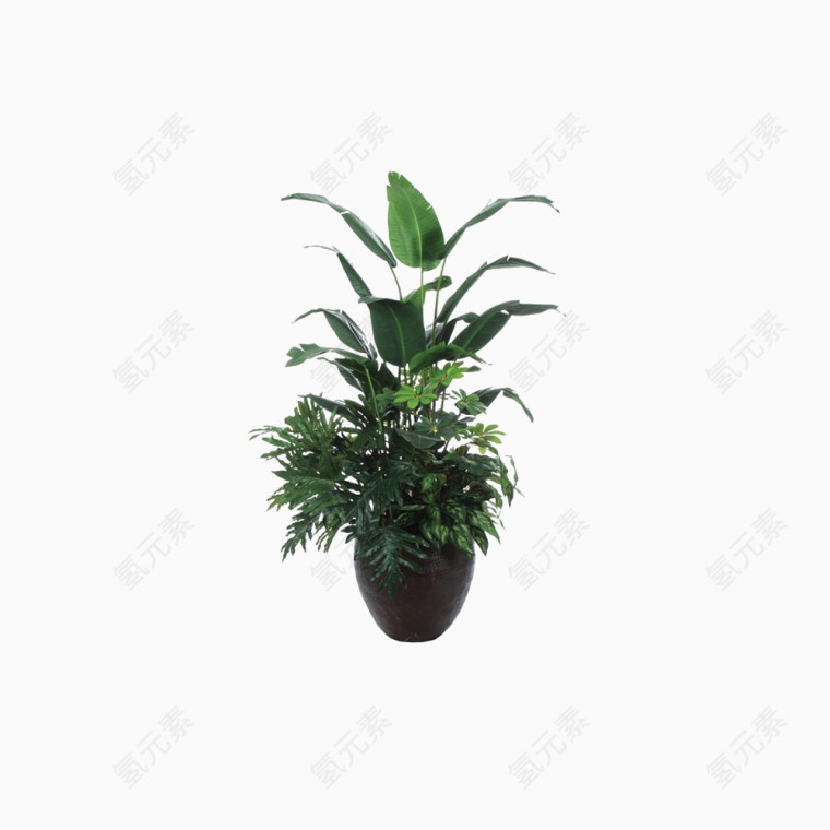 鲜花盆栽