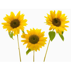 线描花卉装饰图案