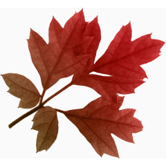 两片连着的红色枫叶