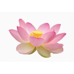 鲜花相框素材庆典花卉