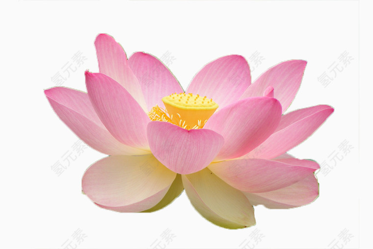 鲜花相框素材庆典花卉