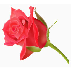 鲜花花卉抽象花朵