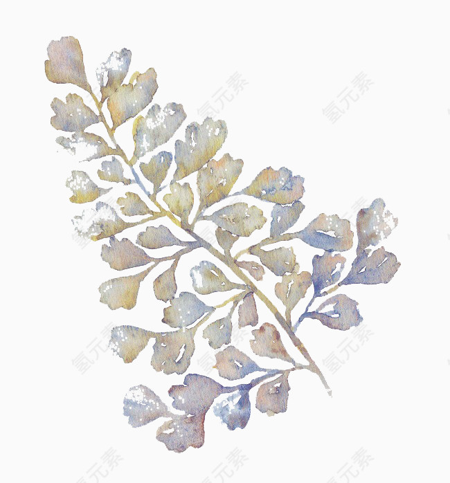 手绘植物叶子