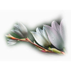 手绘花卉素材卡通