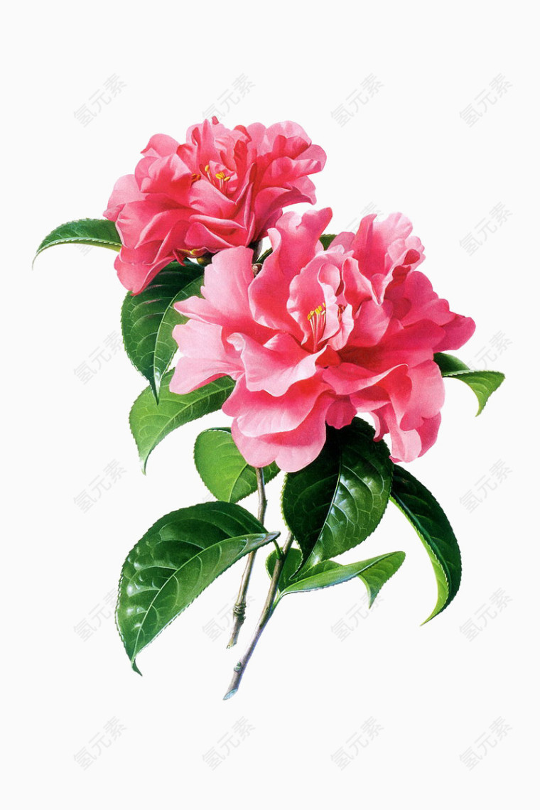 花卉