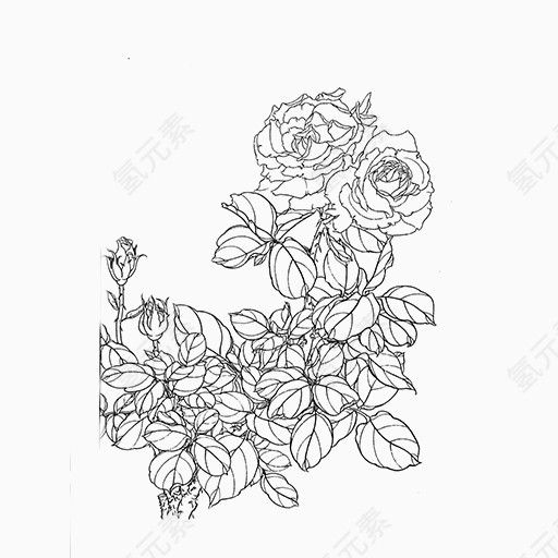 手绘黑色线条菊花图案