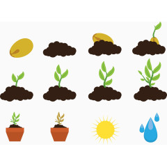 植物生长