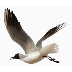 卡通动物素材动物插画