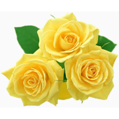 黄色鲜花素材花卉图案