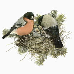 嗷嗷待哺的小喜鹊