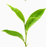 茶叶
