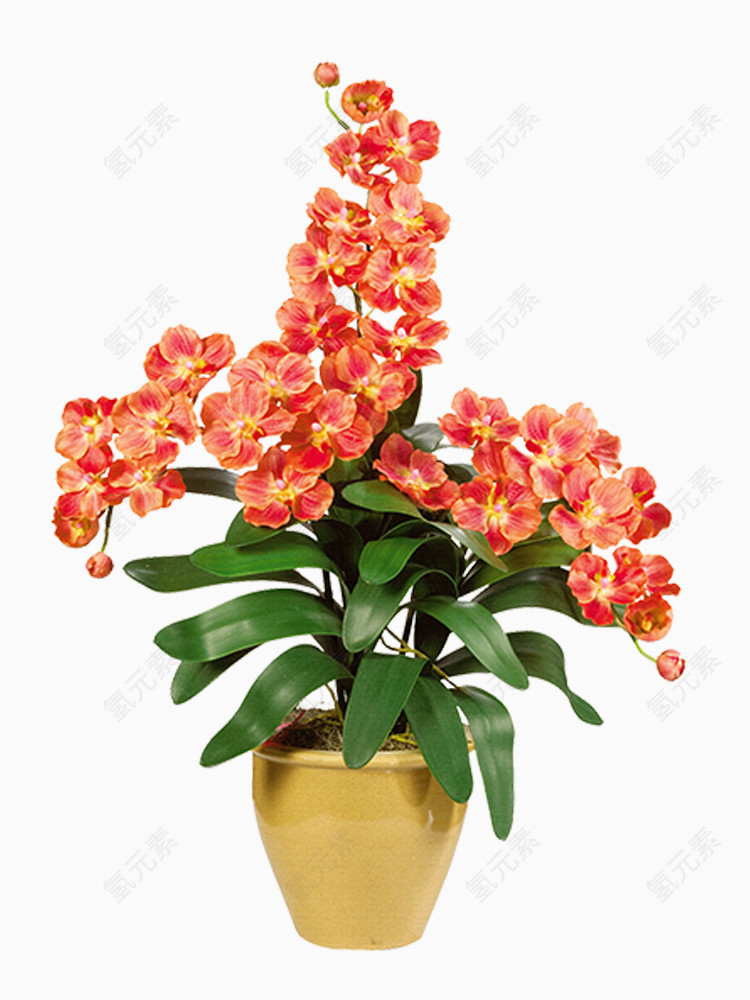 鲜艳盆景橙红兰花