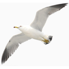 飞天海鸥