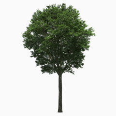 绿色树木深绿色树叶茂密的树木笔直的树木