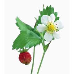 花朵海报背景鲜花相框素材