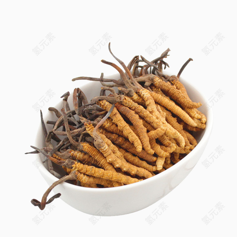 药材道地虫草中药