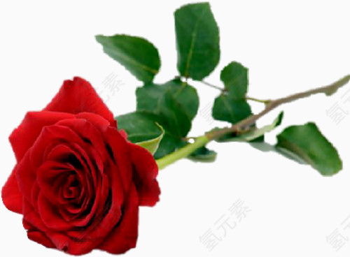 花卉插画花草线描