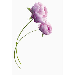 粉色鲜花