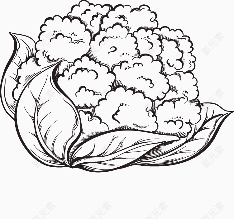 手绘蔬菜系列:花菜素材